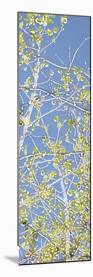 Spring Poplars III-Sharon Chandler-Mounted Premium Giclee Print