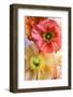 Spring Poppies-Carina Okula-Framed Photographic Print