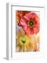 Spring Poppies-Carina Okula-Framed Photographic Print