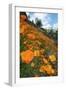 Spring Poppy Hillside, Merced-Vincent James-Framed Premium Photographic Print