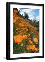 Spring Poppy Hillside, Merced-Vincent James-Framed Photographic Print