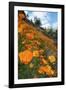 Spring Poppy Hillside, Merced-Vincent James-Framed Photographic Print