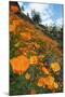 Spring Poppy Hillside, Merced-Vincent James-Mounted Photographic Print