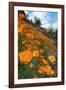 Spring Poppy Hillside, Merced-Vincent James-Framed Photographic Print