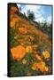 Spring Poppy Hillside, Merced-Vincent James-Framed Stretched Canvas