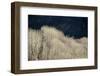 Spring Rain-Ursula Abresch-Framed Photographic Print