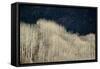 Spring Rain-Ursula Abresch-Framed Stretched Canvas