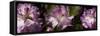 Spring rhododendrons, Seattle, Washington, USA-Panoramic Images-Framed Stretched Canvas