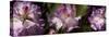 Spring rhododendrons, Seattle, Washington, USA-Panoramic Images-Stretched Canvas