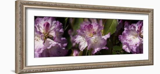 Spring rhododendrons, Seattle, Washington, USA-Panoramic Images-Framed Photographic Print