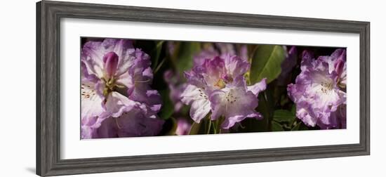 Spring rhododendrons, Seattle, Washington, USA-Panoramic Images-Framed Photographic Print