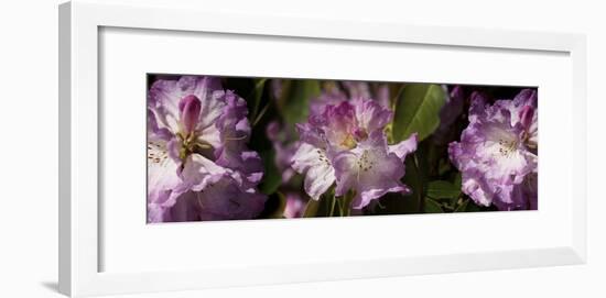 Spring rhododendrons, Seattle, Washington, USA-Panoramic Images-Framed Photographic Print