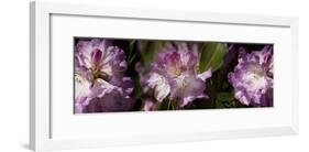 Spring rhododendrons, Seattle, Washington, USA-Panoramic Images-Framed Photographic Print