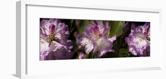 Spring rhododendrons, Seattle, Washington, USA-Panoramic Images-Framed Photographic Print