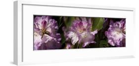 Spring rhododendrons, Seattle, Washington, USA-Panoramic Images-Framed Photographic Print