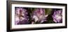 Spring rhododendrons, Seattle, Washington, USA-Panoramic Images-Framed Photographic Print