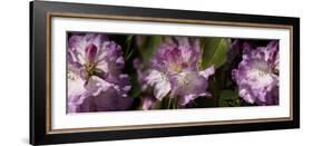 Spring rhododendrons, Seattle, Washington, USA-Panoramic Images-Framed Photographic Print