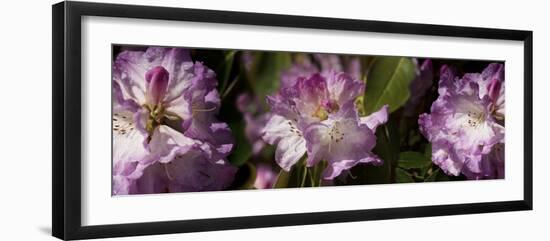 Spring rhododendrons, Seattle, Washington, USA-Panoramic Images-Framed Photographic Print