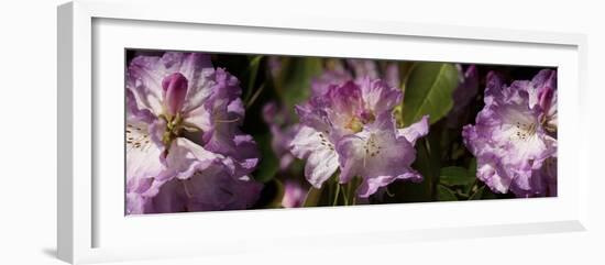 Spring rhododendrons, Seattle, Washington, USA-Panoramic Images-Framed Photographic Print