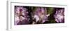 Spring rhododendrons, Seattle, Washington, USA-Panoramic Images-Framed Photographic Print