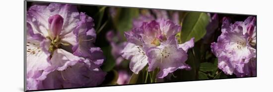 Spring rhododendrons, Seattle, Washington, USA-Panoramic Images-Mounted Photographic Print