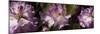Spring rhododendrons, Seattle, Washington, USA-Panoramic Images-Mounted Photographic Print