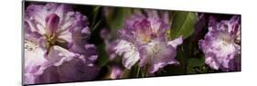 Spring rhododendrons, Seattle, Washington, USA-Panoramic Images-Mounted Photographic Print