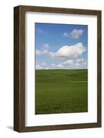 Spring Rolling Hills of Wheat and Clouds-Terry Eggers-Framed Photographic Print