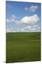 Spring Rolling Hills of Wheat and Clouds-Terry Eggers-Mounted Photographic Print