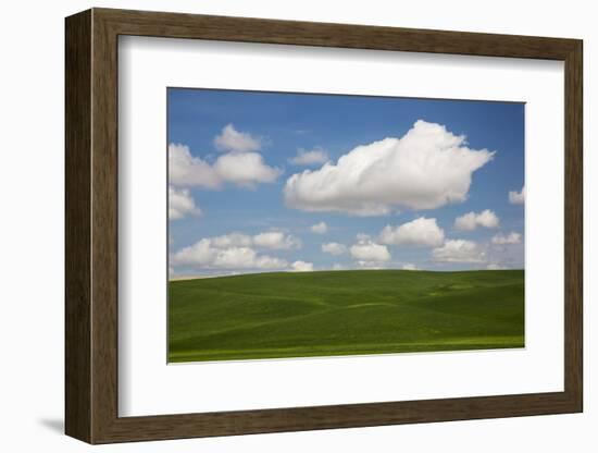 Spring Rolling Hills of Wheat and Clouds-Terry Eggers-Framed Photographic Print