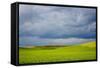 Spring Rolling Hills of Wheat and Fallow Fields-Terry Eggers-Framed Stretched Canvas