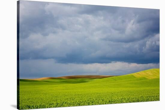 Spring Rolling Hills of Wheat and Fallow Fields-Terry Eggers-Stretched Canvas