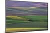 Spring Rolling Hills of Wheat and Fallow Fields-Terry Eggers-Mounted Photographic Print