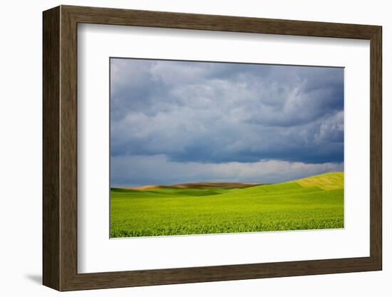 Spring Rolling Hills of Wheat and Fallow Fields-Terry Eggers-Framed Photographic Print