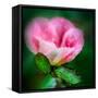 Spring Rose-Ursula Abresch-Framed Stretched Canvas