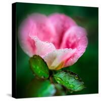 Spring Rose-Ursula Abresch-Stretched Canvas