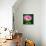 Spring Rose-Ursula Abresch-Stretched Canvas displayed on a wall