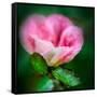 Spring Rose-Ursula Abresch-Framed Stretched Canvas