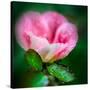 Spring Rose-Ursula Abresch-Stretched Canvas