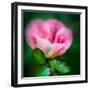 Spring Rose-Ursula Abresch-Framed Photographic Print