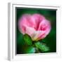 Spring Rose-Ursula Abresch-Framed Photographic Print