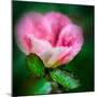 Spring Rose-Ursula Abresch-Mounted Photographic Print