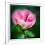 Spring Rose-Ursula Abresch-Framed Photographic Print