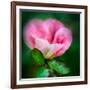 Spring Rose-Ursula Abresch-Framed Photographic Print