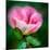 Spring Rose-Ursula Abresch-Mounted Photographic Print