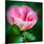 Spring Rose-Ursula Abresch-Mounted Photographic Print