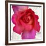 Spring Roses I-Jenny Thomlinson-Framed Art Print