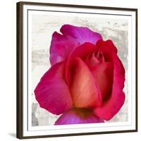 Spring Roses III-Jenny Thomlinson-Framed Art Print