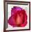 Spring Roses III-Jenny Thomlinson-Framed Art Print