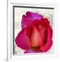 Spring Roses III-Jenny Thomlinson-Framed Art Print